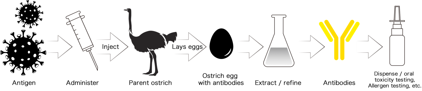 CORONA PROTECTION / ダチョウ抗体鼻腔スプレーとは